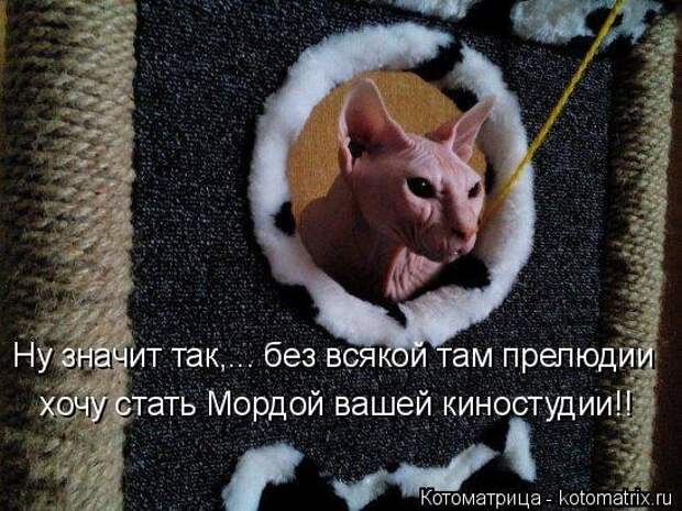 1474017308_kotomatricy-9