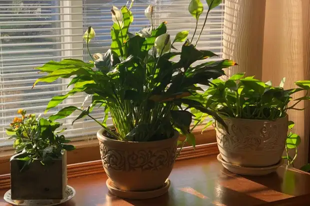 Как правильно поливать растения, чтобы они не погибли: эти ошибки допускают даже опытные садоводы