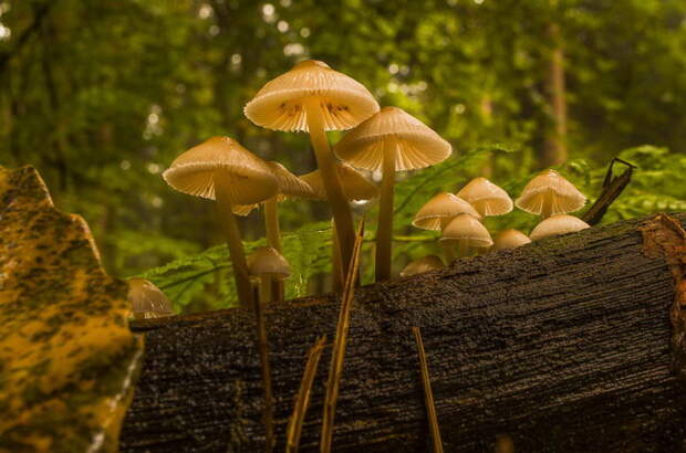 Разнообразные грибы в фотографиях Filip Eremita