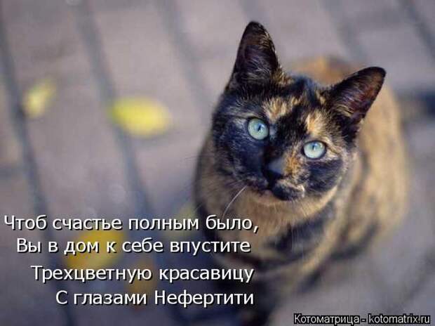 Забавные животные (50 фото)