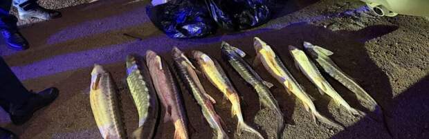 В Актау выявили незаконную перевозку 40 кг красной рыбы