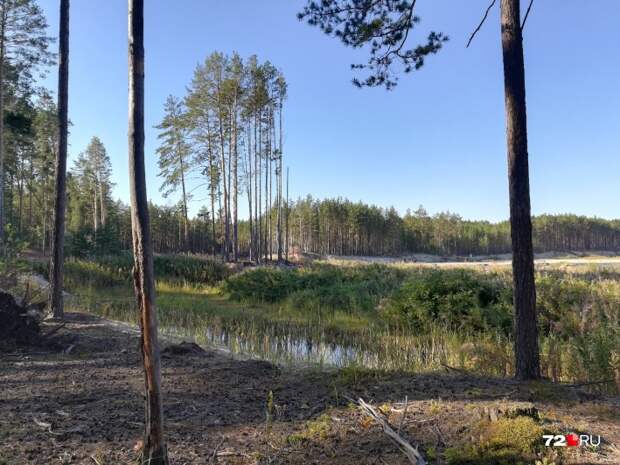 В такой местности можно запросто подцепить клеща. Будьте осторожны во время прогулок в лесу&nbsp;