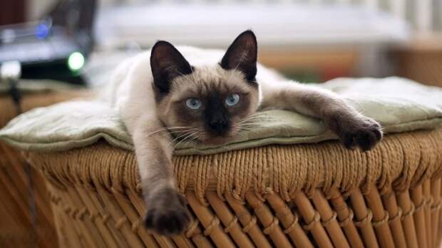 Путин запретил забирать питомцев у должников