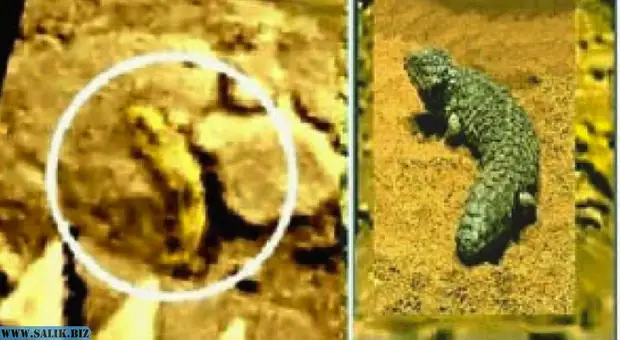 Амисада - венерианская ящерка. Похожа на земную (справа).
