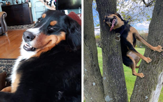 10 песиков‑обормотиков, на которых без смеха не взглянешь