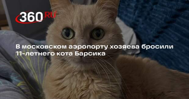 В московском аэропорту хозяева бросили 11-летнего кота Барсика