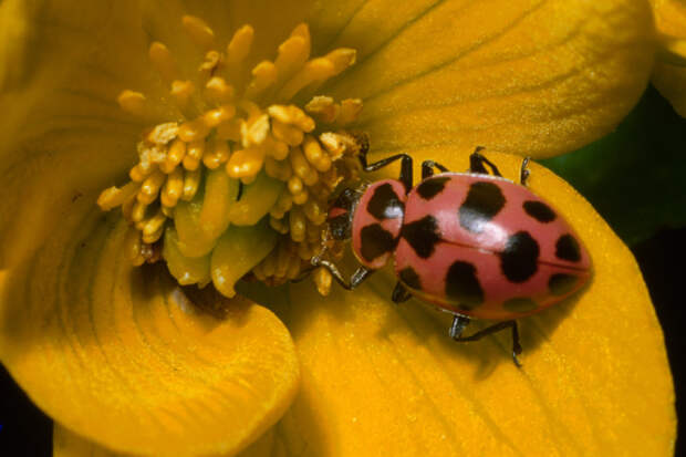 Суперхищники. Coccinellidae животные, факты