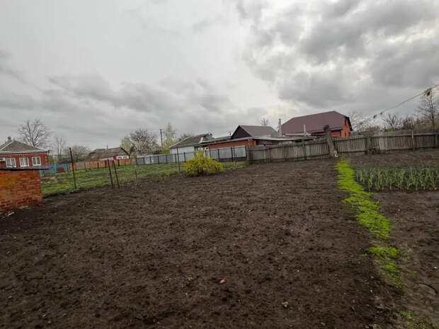 Дешевая крупа вместо дорогих удобрений: как за один сезон превратить землю в чернозем