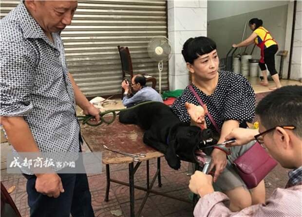 Ветеринар-нелегал развернул на улице операционную по удалению связок у собак