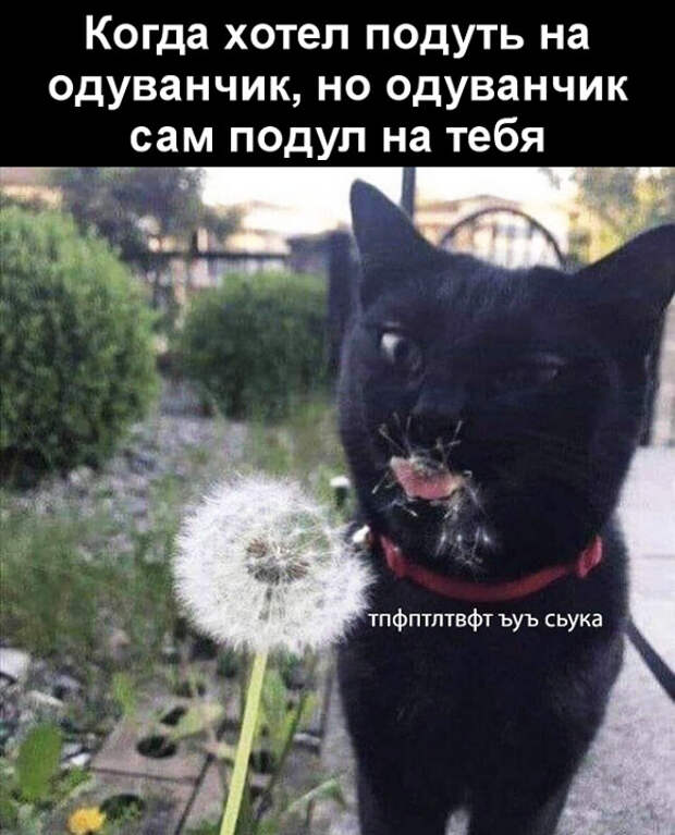изображение: Когда хотел подуть на одуванчик, но одуванчик сам подул на тебя #Котоматрицы