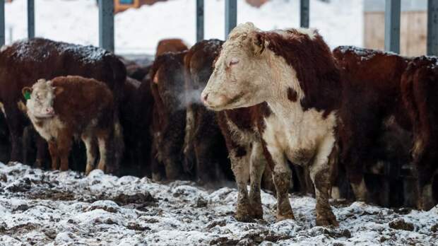 Минсельхоз Новосибирской области: домашний скот уничтожают из-за бешенства