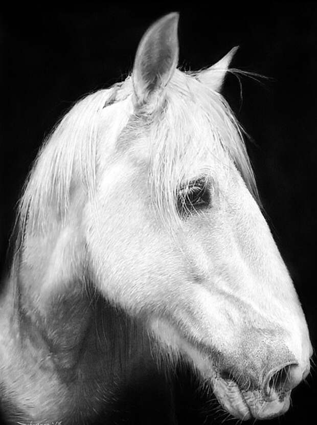Белая лошадь. Автор: John Fisher.