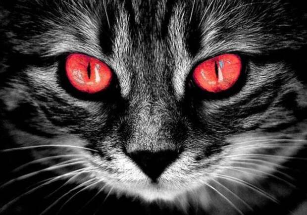 Кошка с красными глазами
