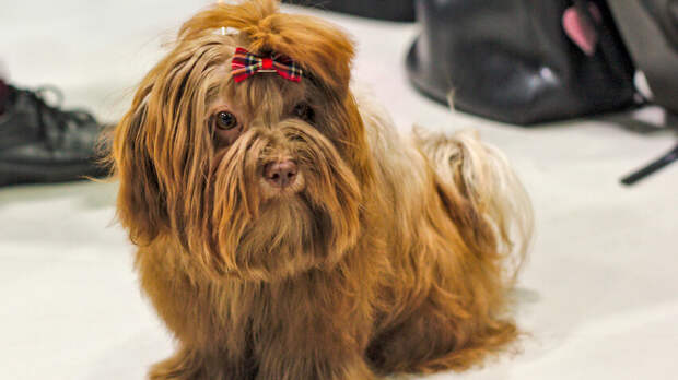 Русская болонка: задорная «цветнушка»