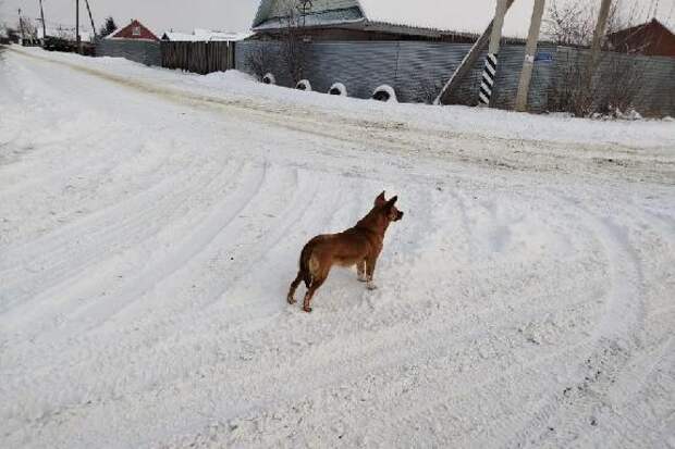 В двух округах Тамбовской области введён карантин по бешенству животных