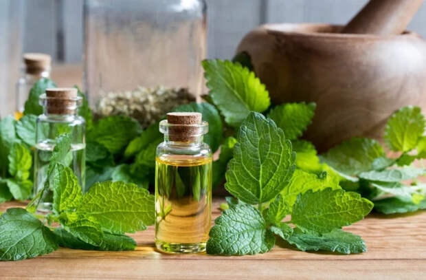 Каковы полезные свойства мелиссы лекарственной