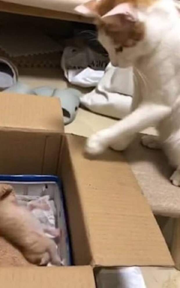 Котенок упал в коробку Котенок в коробке