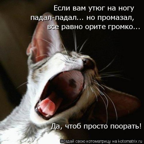 Новая котоматрица недели (39 фото)