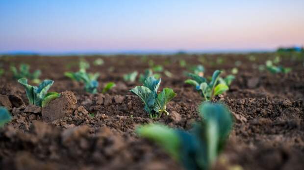 Садоводство улучшает здоровье мозга и память: исследование