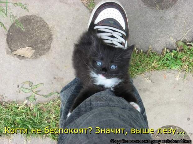 Лучшие котоматрицы недели (50 фото)