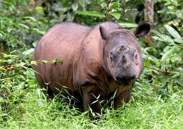 Умер последний известный самец суматранского носорога в малайзии