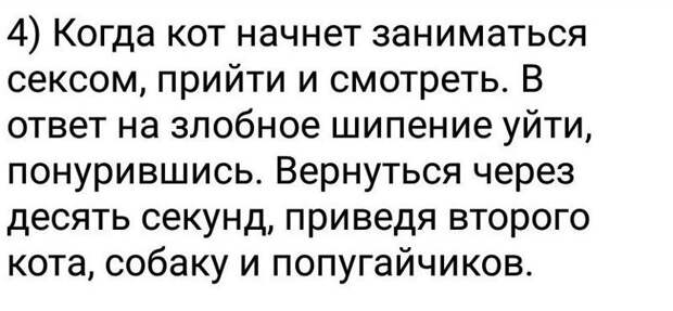Наш ответ хвостатым животные, кошка, юмор