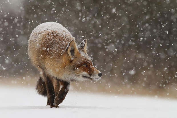 Непредсказуемые дикие лисы в фотографиях Розелин Реймонд-17