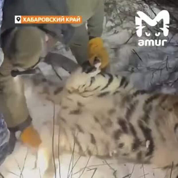 Съевшую собаку тигрицу в Хабаровском крае отловили и сняли на видео