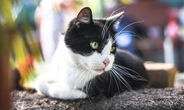 Пропавший кот вернулся домой спустя несколько месяцев, чудом преодолев 250 км