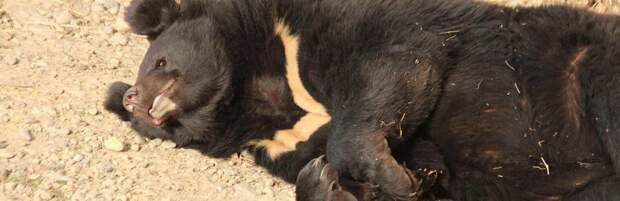 В зоопарке Алматы родился гималайский медвежонок. Видео