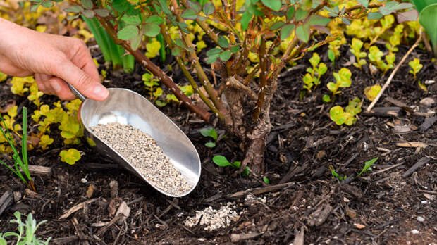 Подкармливаю розы каждую весну только так – и все завидуют, как пышно они цветут