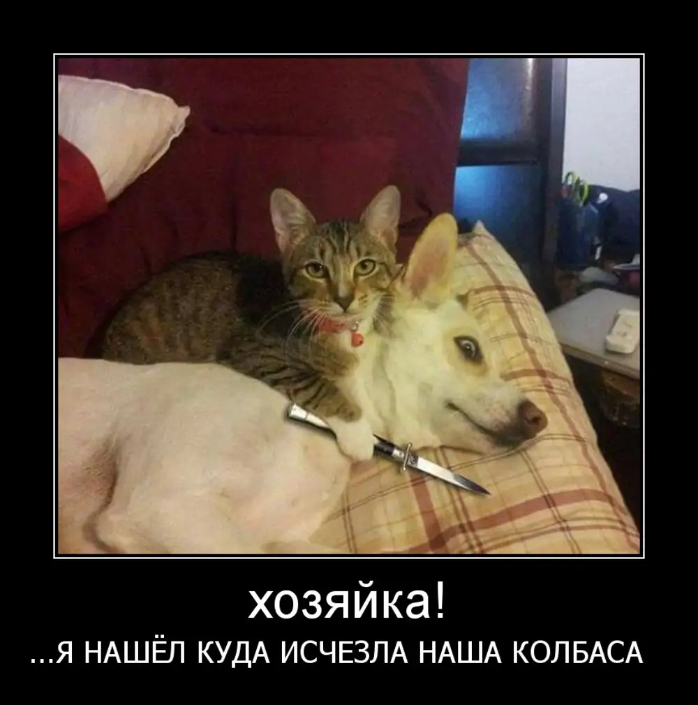 Отпусти меня чудо трава картинки. Время отпусти меня. Отпустите меня снова с нею. Отпусти меня чудо трава. Отпусти меня чудо трава кот фото.