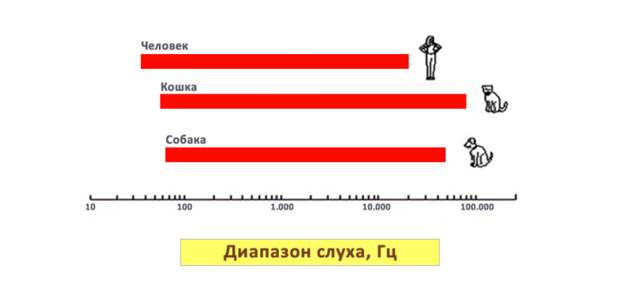 Кошки могут слышать звуки частотой на 5000-10000 Гц выше, чем собаки. График: Stanley Coren Кошки могут слышать звуки частотой на 5000-10000 Гц выше, чем собаки. График: Stanley Coren