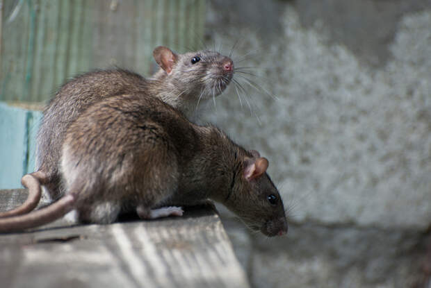 Оказывается, дело было не только в крысах. /Фото: nauka.tass.ru