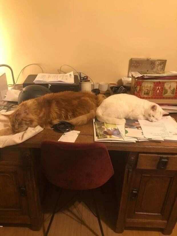 Внезапные котейки, которые неожиданно заявились к людям