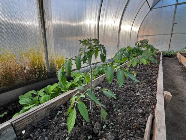 Мартовская рассада томатов слабеет, апрельская крепчает: агроном объяснил, когда лучше сеять