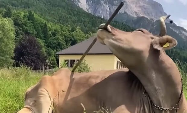 Фермер заметил, что одна из коров научилась чесать себя палкой. Пользуется инструментом на уровне шимпанзе