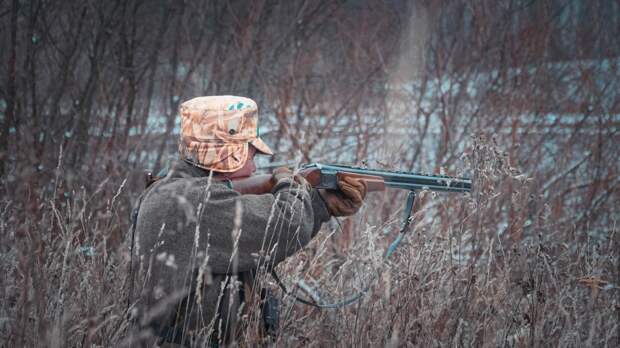В 2025 году в Нижегородской области добыли 60 волков и 215 лисиц