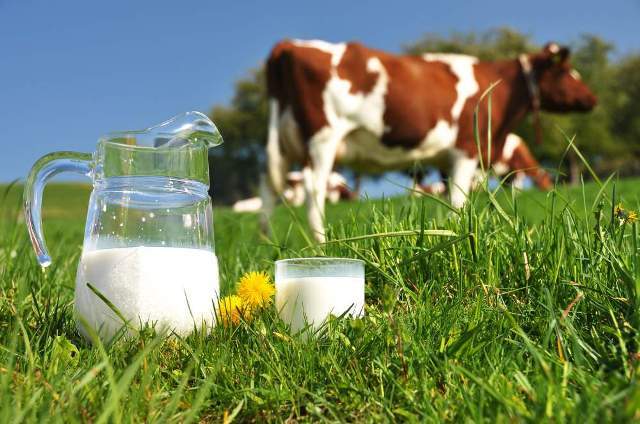 Как хранить молоко и молочные продукты