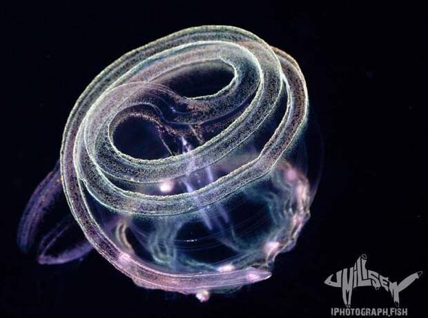 Чем меньше существо, тем оно причудливее: Фотограф показал, как выглядят необычные обитатели морских глубин Джефф Милисен, в мире, глубина, красота, монстры, под водой, фото, фотограф