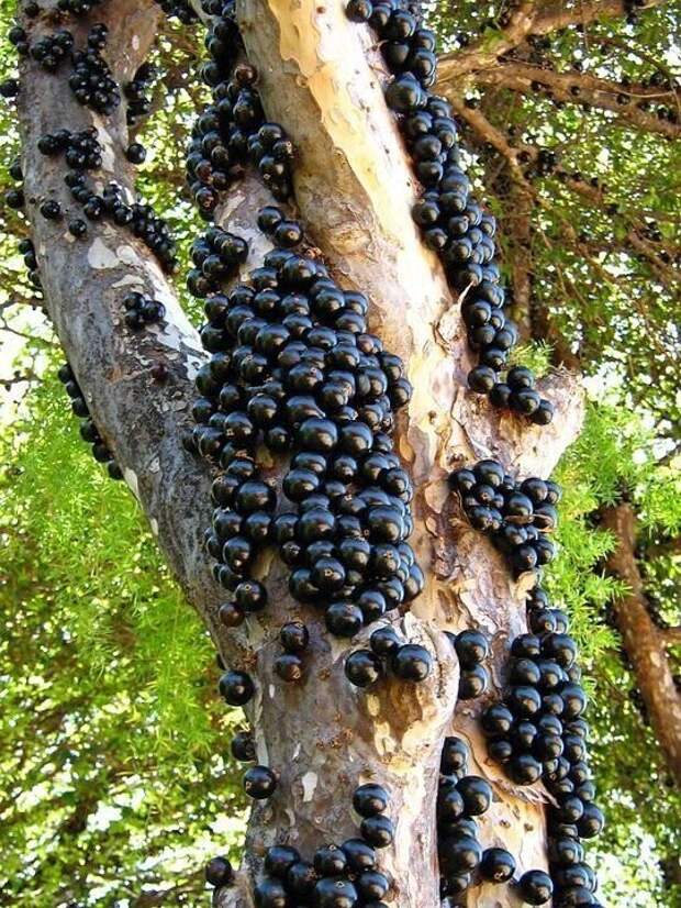 Это дерево под названием Jabuticaba (или бразильское виноградное дерево). Его плоды растут прямо из коры Это дерево под названием Jabuticaba (или бразильское виноградное дерево). Его плоды растут прямо из коры