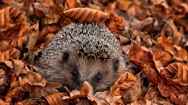 Специалист Бурмистров: ежи могут проснуться из-за тёплой погоды в Москве
