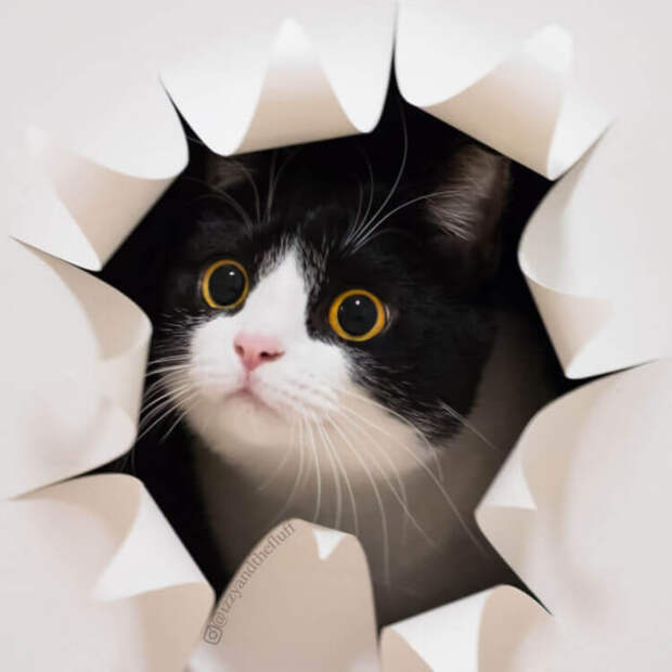 Знакомьтесь, это Зоэ! Кошка, которая буквально носит сердце на груди