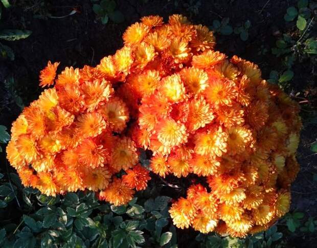 Шаровидная хризантема Branbeach Orange