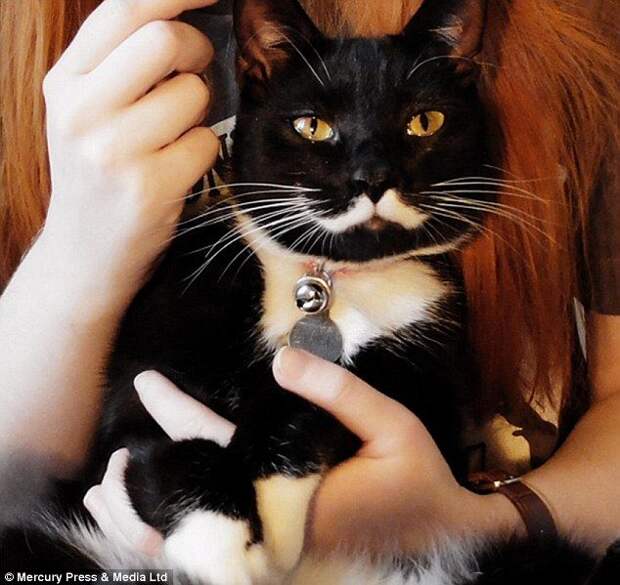 Мяосиф, Meowseph, кот двойник Сталина, кот похожий на Сталина, кошачья версия Сталина