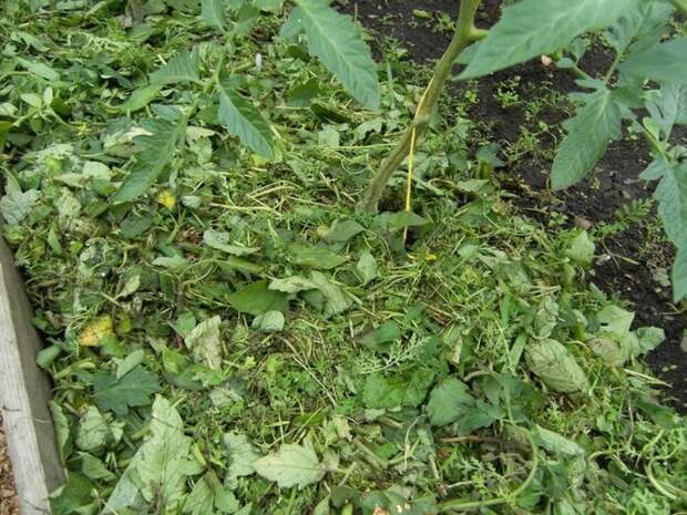 Польза сорняков: почему не нужно просто выкидывать траву с участка