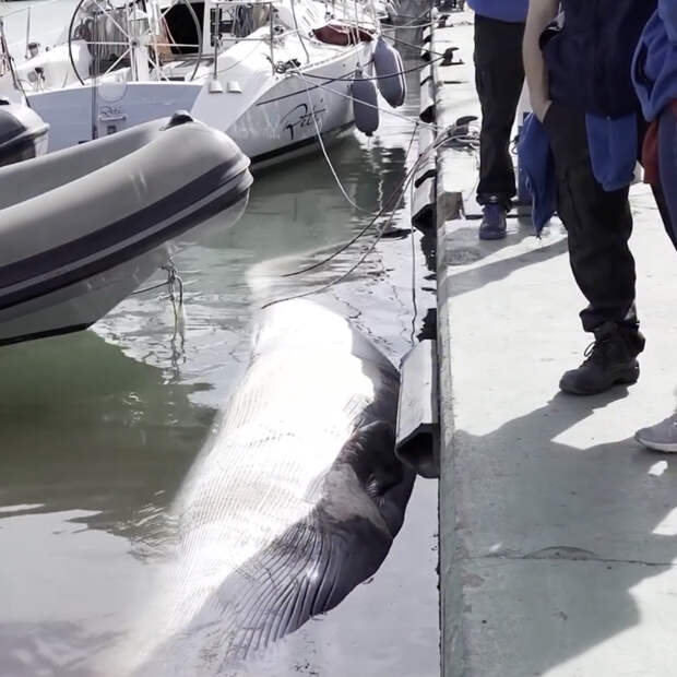 На берег вынесло девятиметрового кита