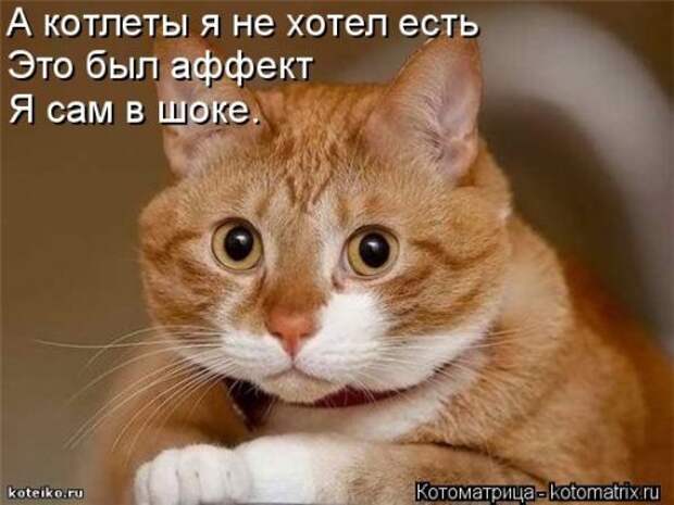 1413567475_kotomatricy-12