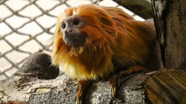 В Московском зоопарке появились золотистые львиные тамарины