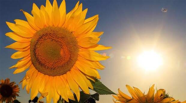 Геосинтетика: локализация затеняющих сеток